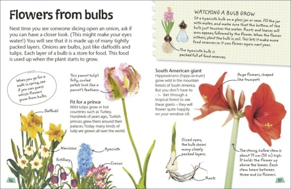 DK-Publishing-Flowers-pdf 2.jpg