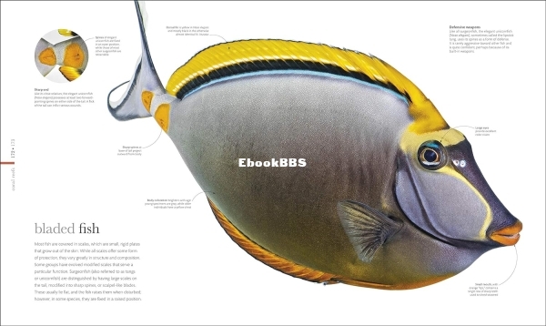 Oceanology1-DK -2.jpg