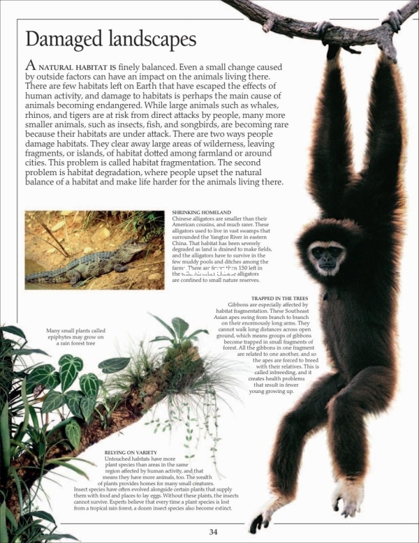 DK Eyewitness - Endangered Animals (2010) - 36.jpg