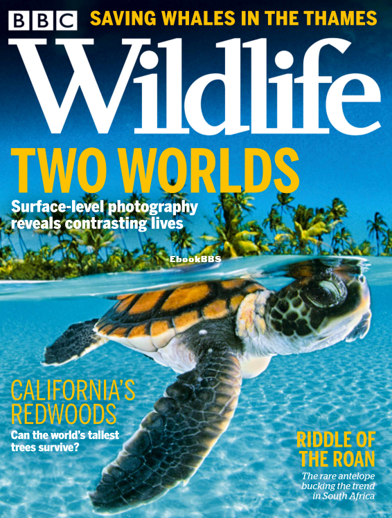 BBC Wildlife 11.2021 - 1.png
