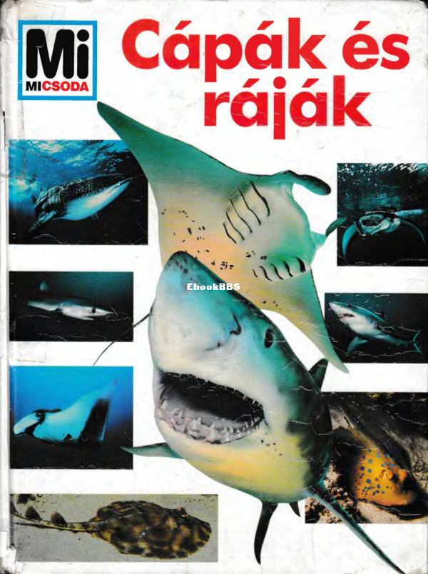 Mi micsoda 024 Dröscher V B Cápák és ráják - 1.png