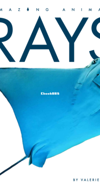 Rays - Amazing Animals - Valerie Bodden - English