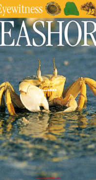 Seashore - DK Eyewitness - English